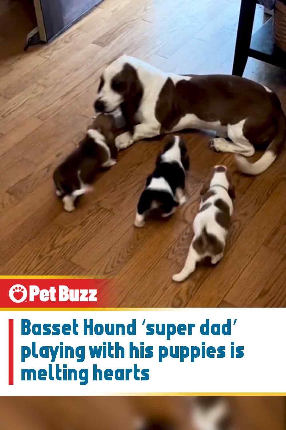 Basset Hound \'super dad\' playing with his puppies is melting hearts
