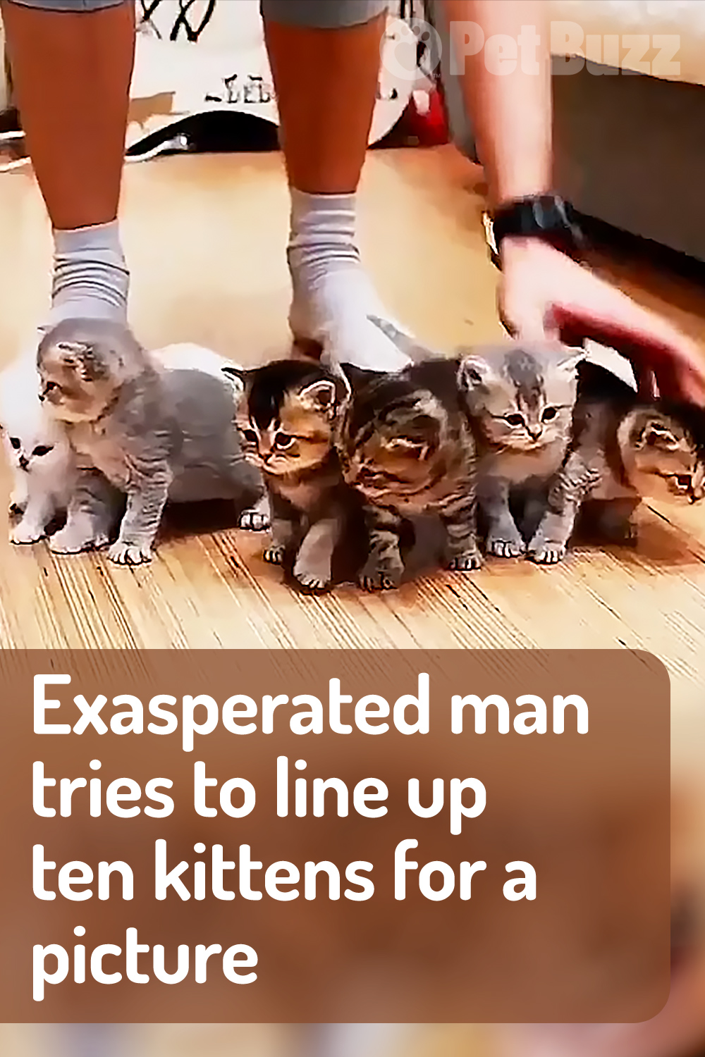 Exasperated man tries to line up ten kittens for a picture