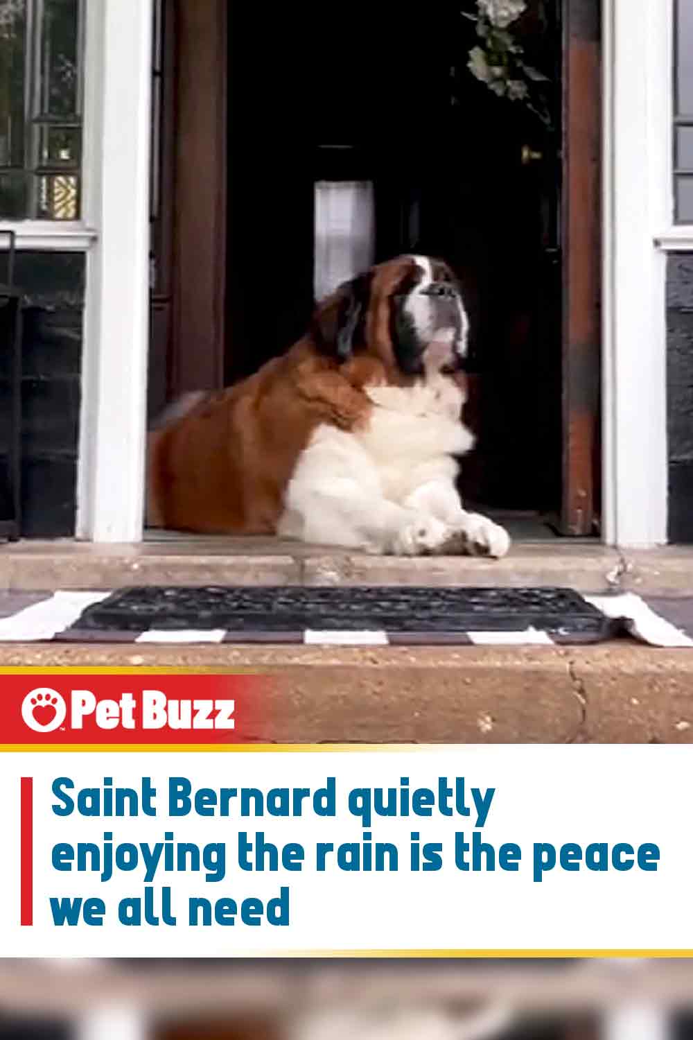Saint Bernard quietly enjoying the rain is the peace we all need