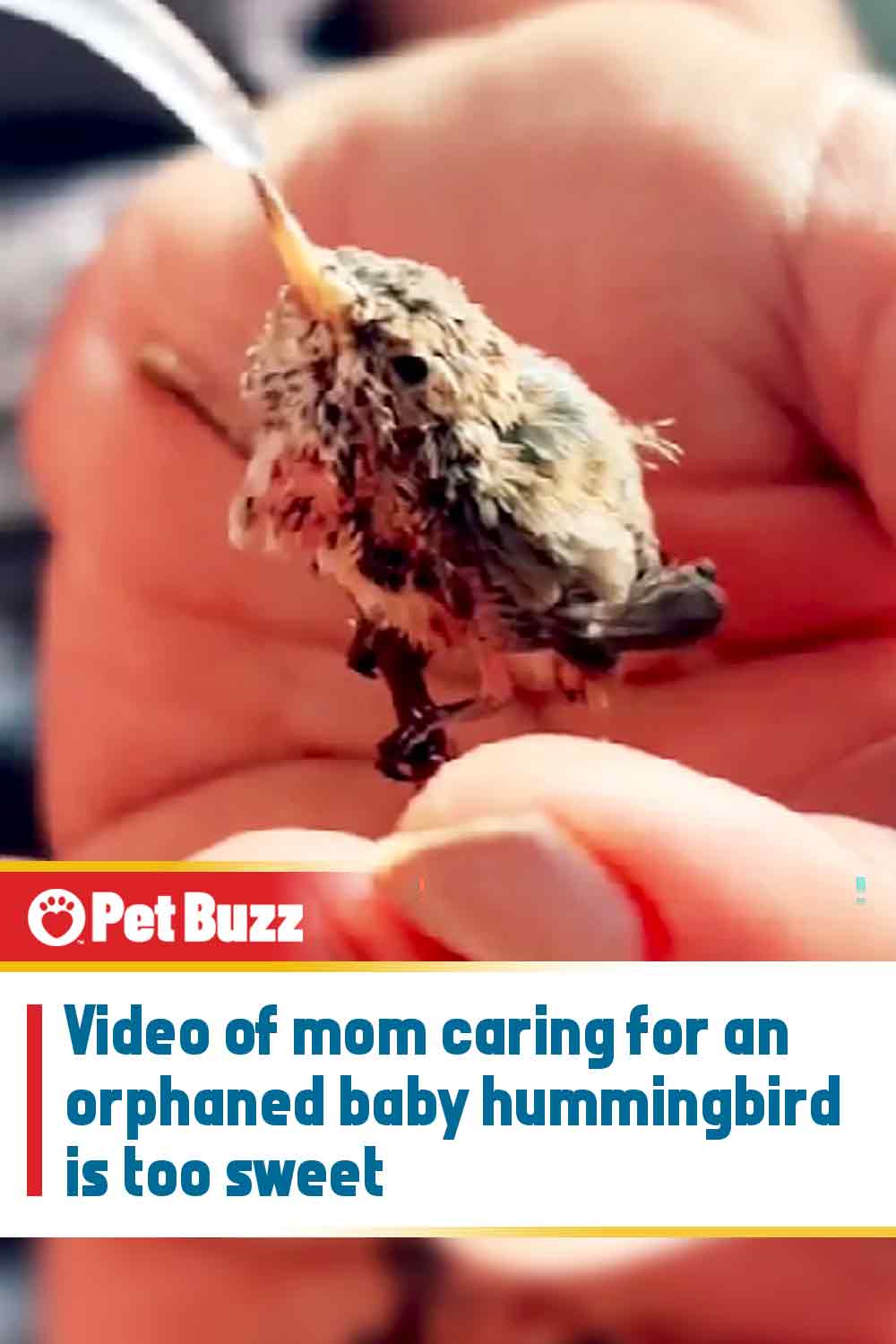 Video of mom caring for an orphaned baby hummingbird is too sweet
