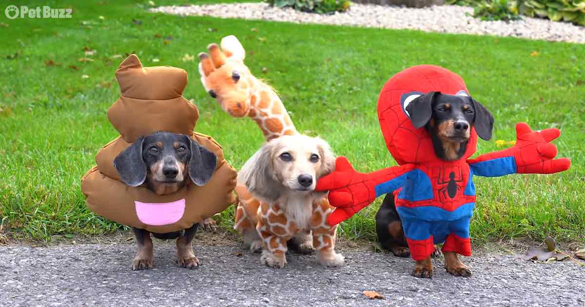 Cute Dachshunds