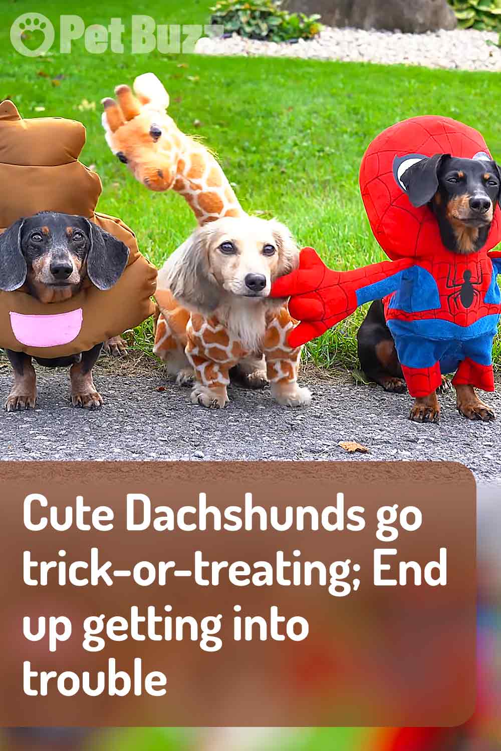Cute Dachshunds go trick-or-treating; End up getting into trouble