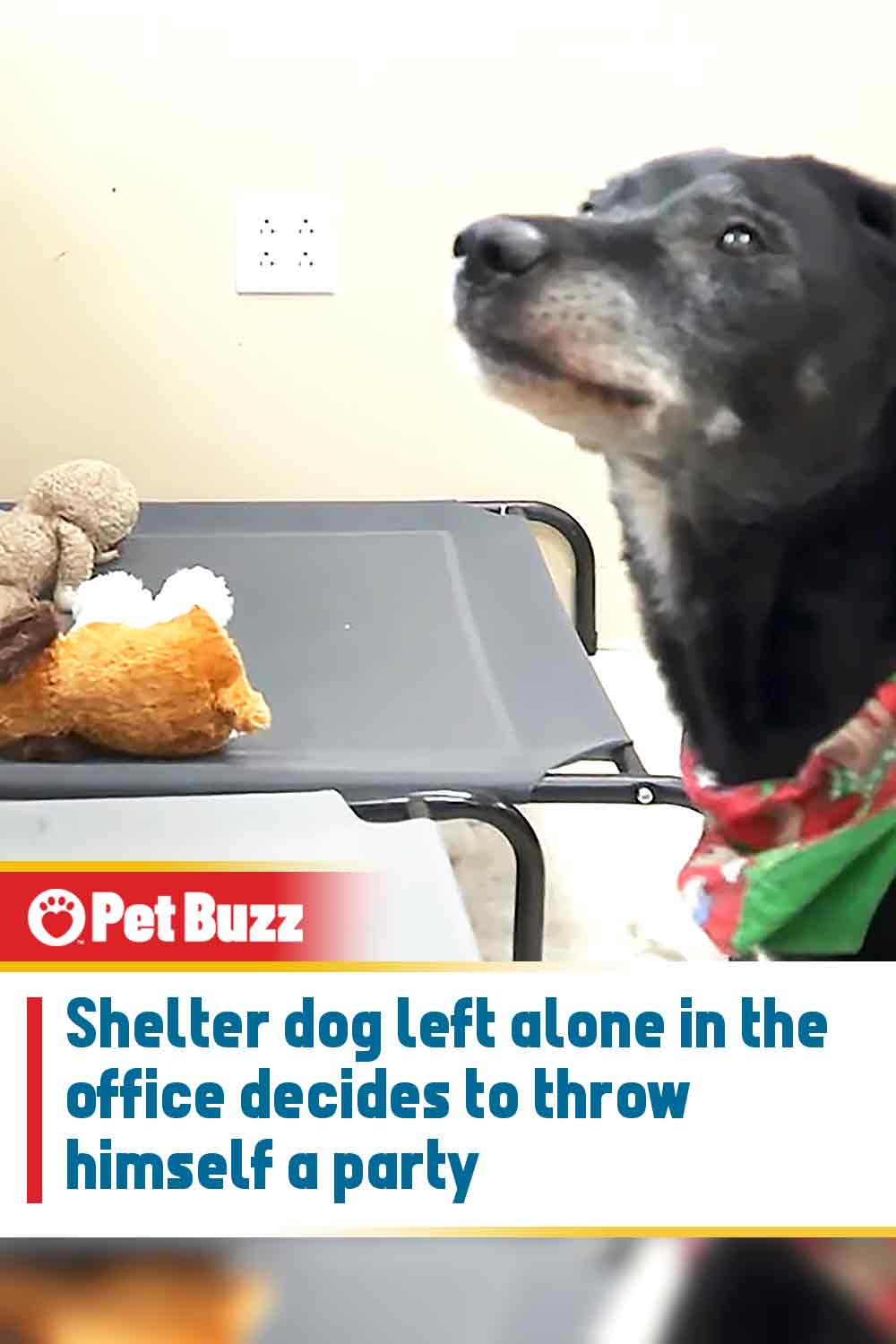 Shelter dog left alone in the office decides to throw himself a party