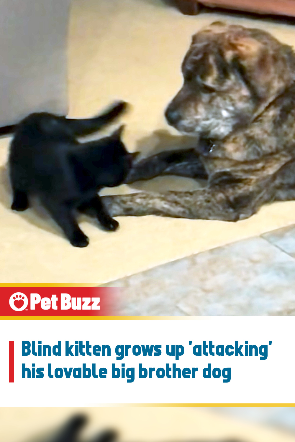 Blind kitten grows up \'attacking\' his lovable big brother dog