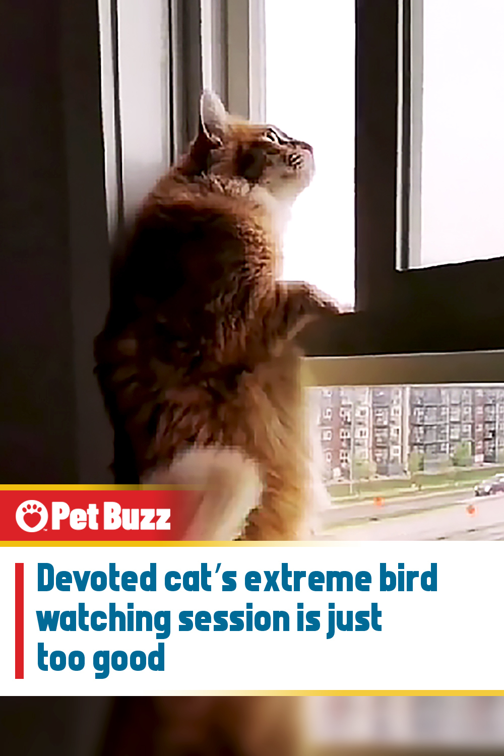 Devoted cat’s extreme bird watching session is just too good