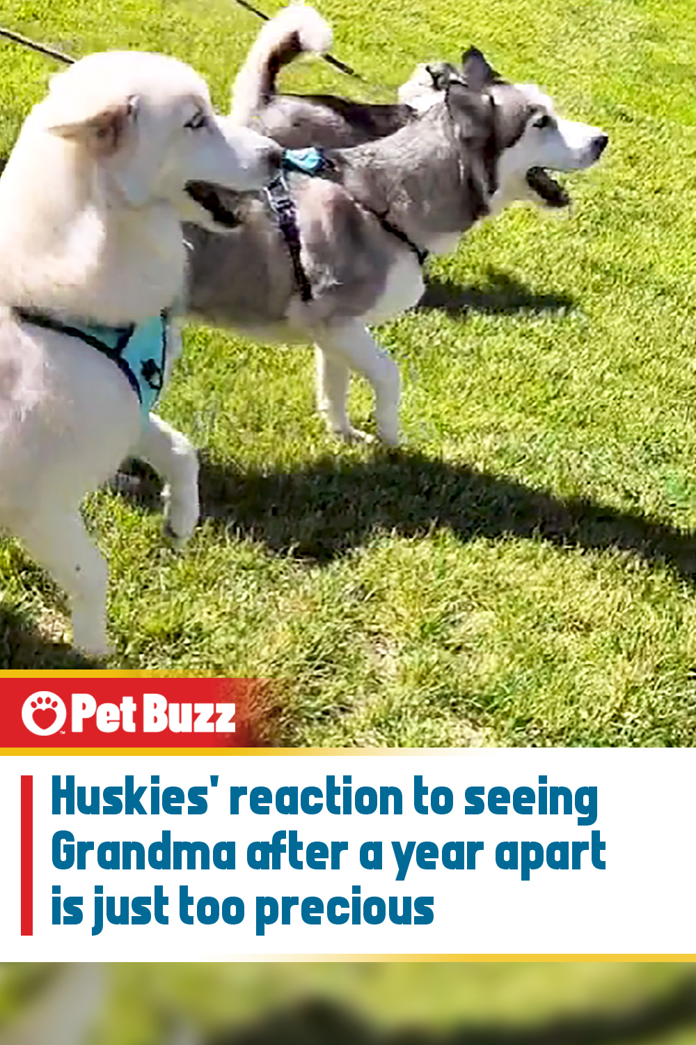 Huskies\' reaction to seeing Grandma after a year apart is just too precious