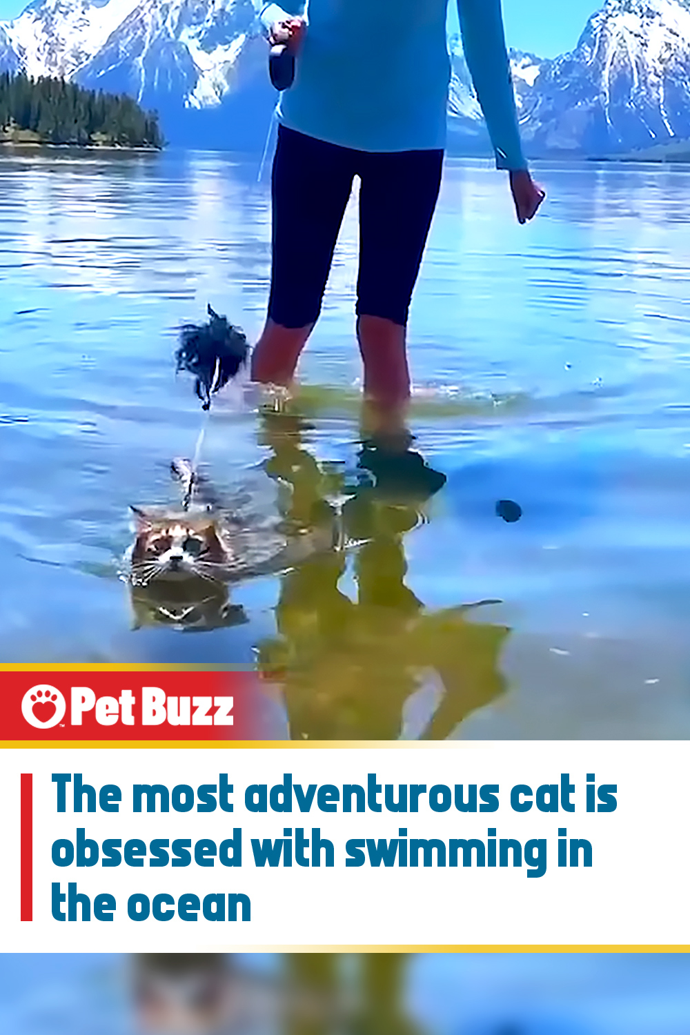 The most adventurous cat is obsessed with swimming in the ocean