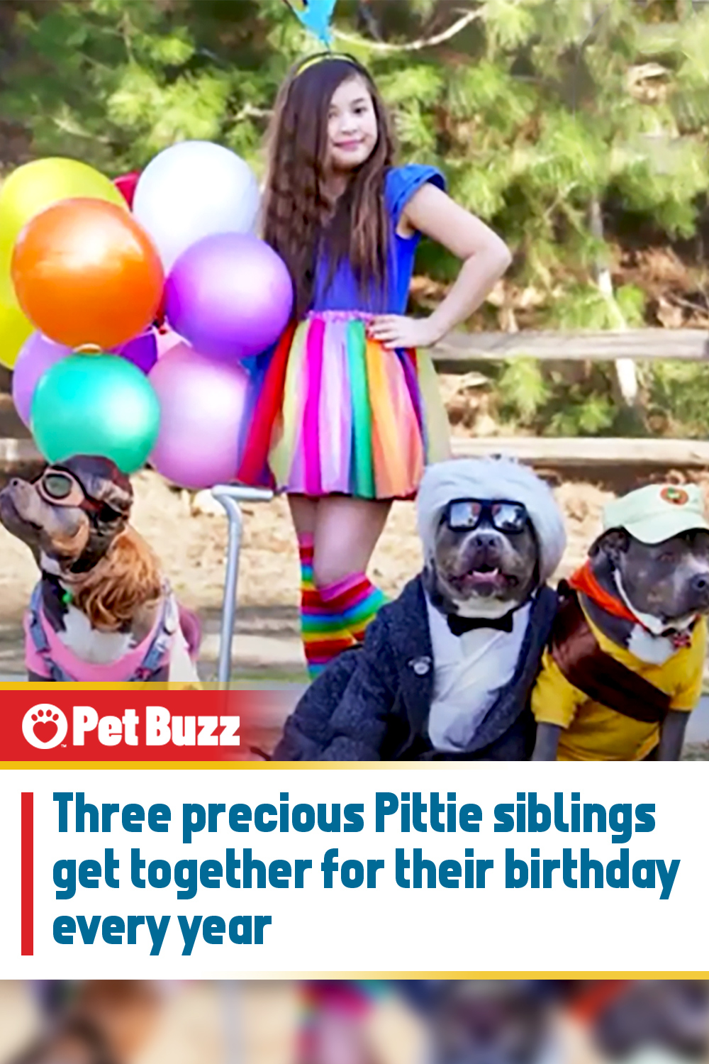 Three precious Pittie siblings get together for their birthday every year