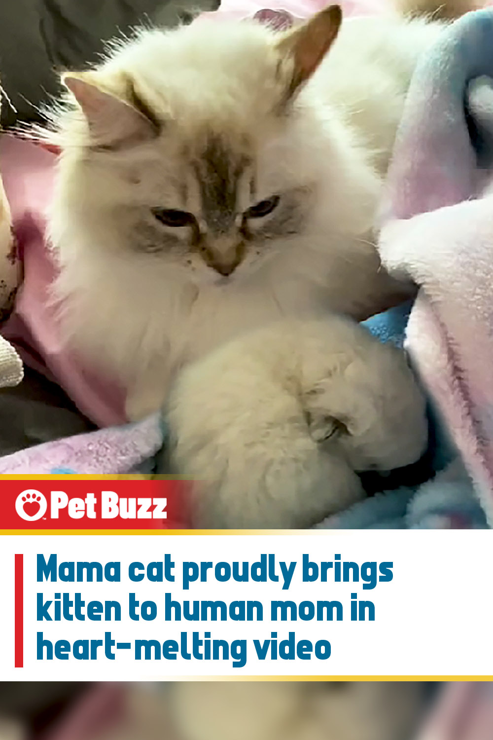 Mama cat proudly brings kitten to human mom in heart-melting video