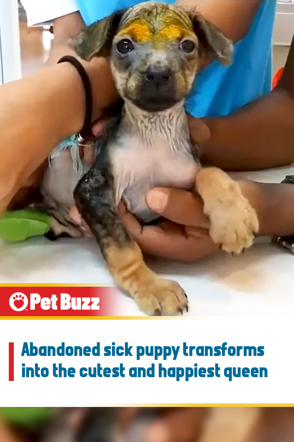 Abandoned sick puppy transforms into the cutest and happiest queen
