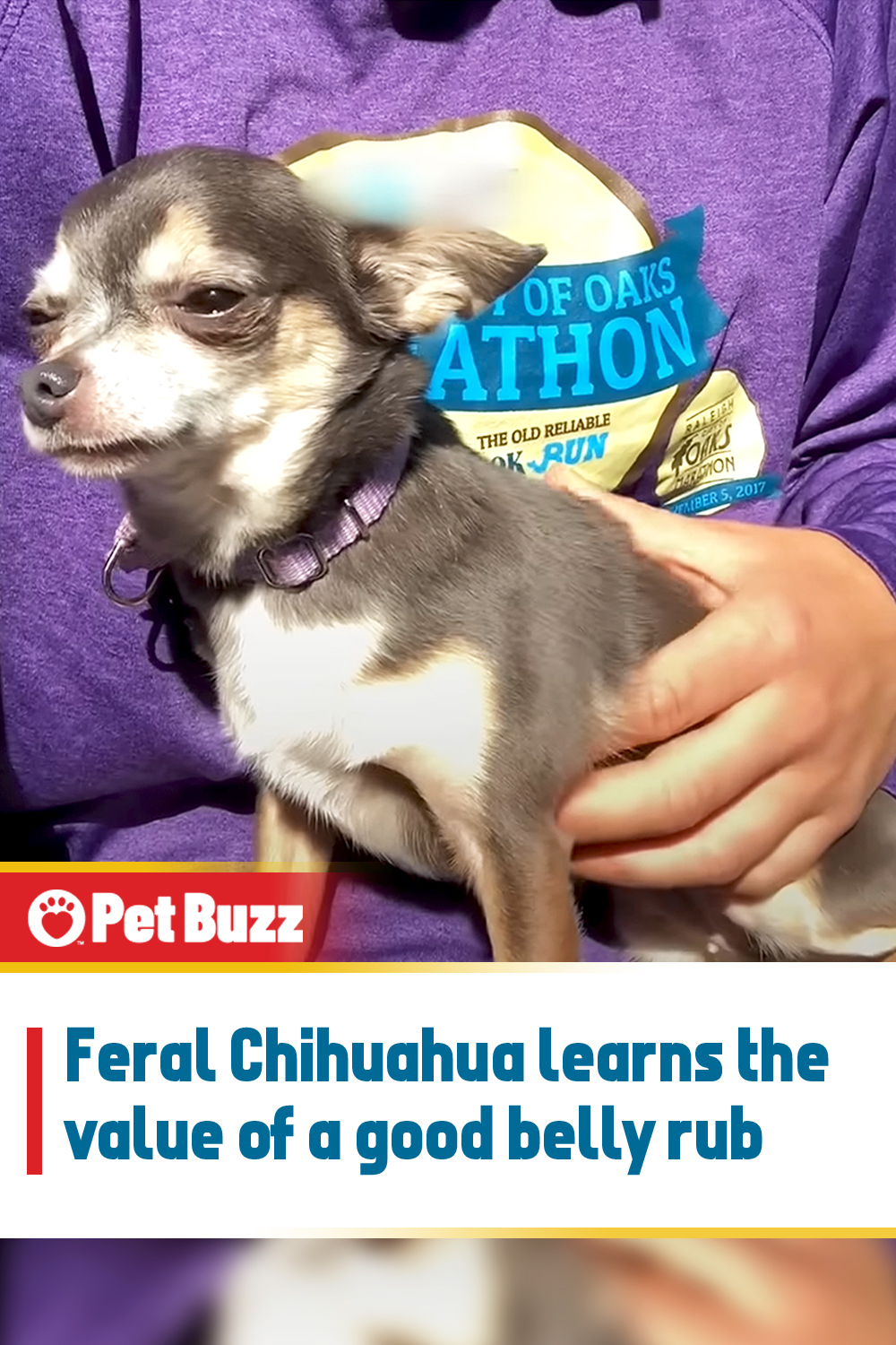 Feral Chihuahua learns the value of a good belly rub