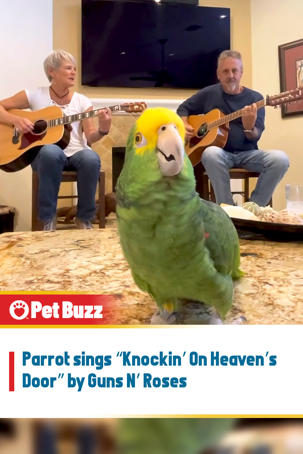 Parrot sings “Knockin’ On Heaven’s Door” by Guns N’ Roses
