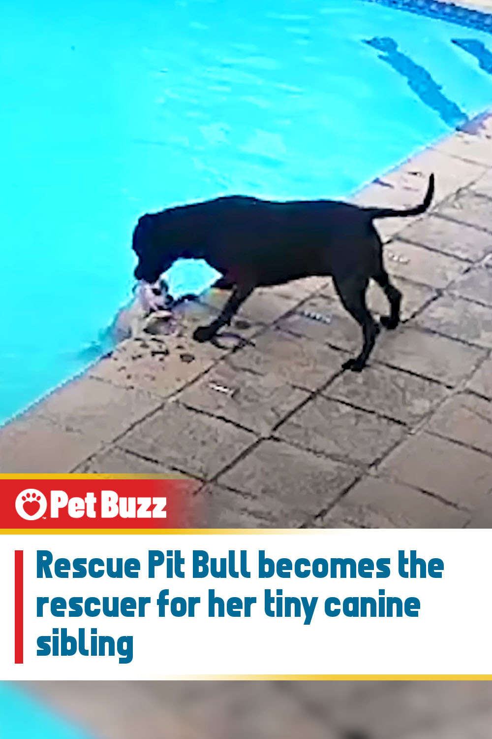 Rescue Pit Bull becomes the rescuer for her tiny canine sibling