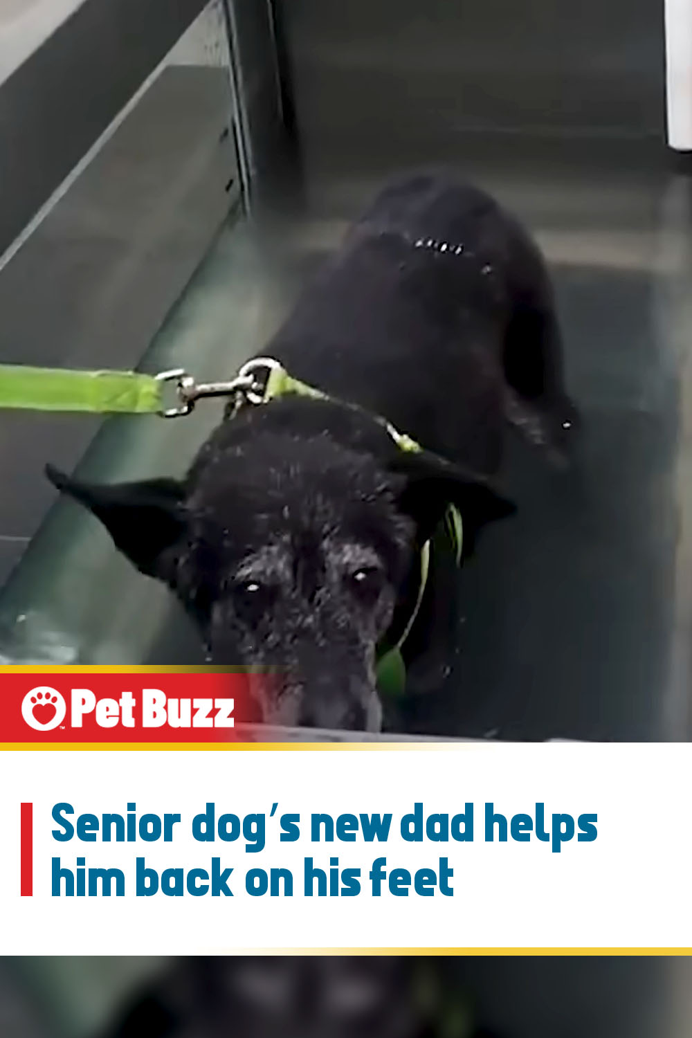 Senior dog’s new dad helps him back on his feet