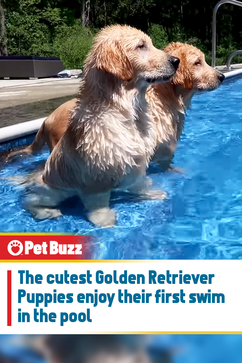 The cutest Golden Retriever Puppies enjoy their first swim in the pool