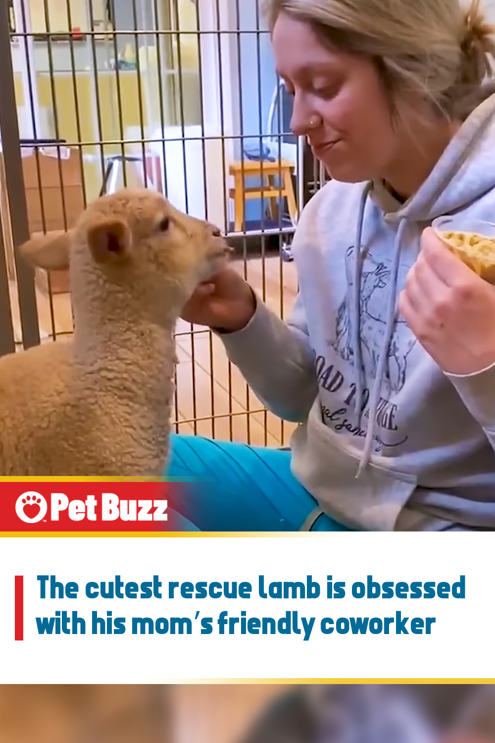 The cutest rescue lamb is obsessed with his mom’s friendly coworker