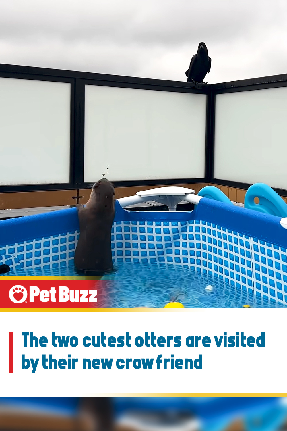 The two cutest otters are visited by their new crow friend