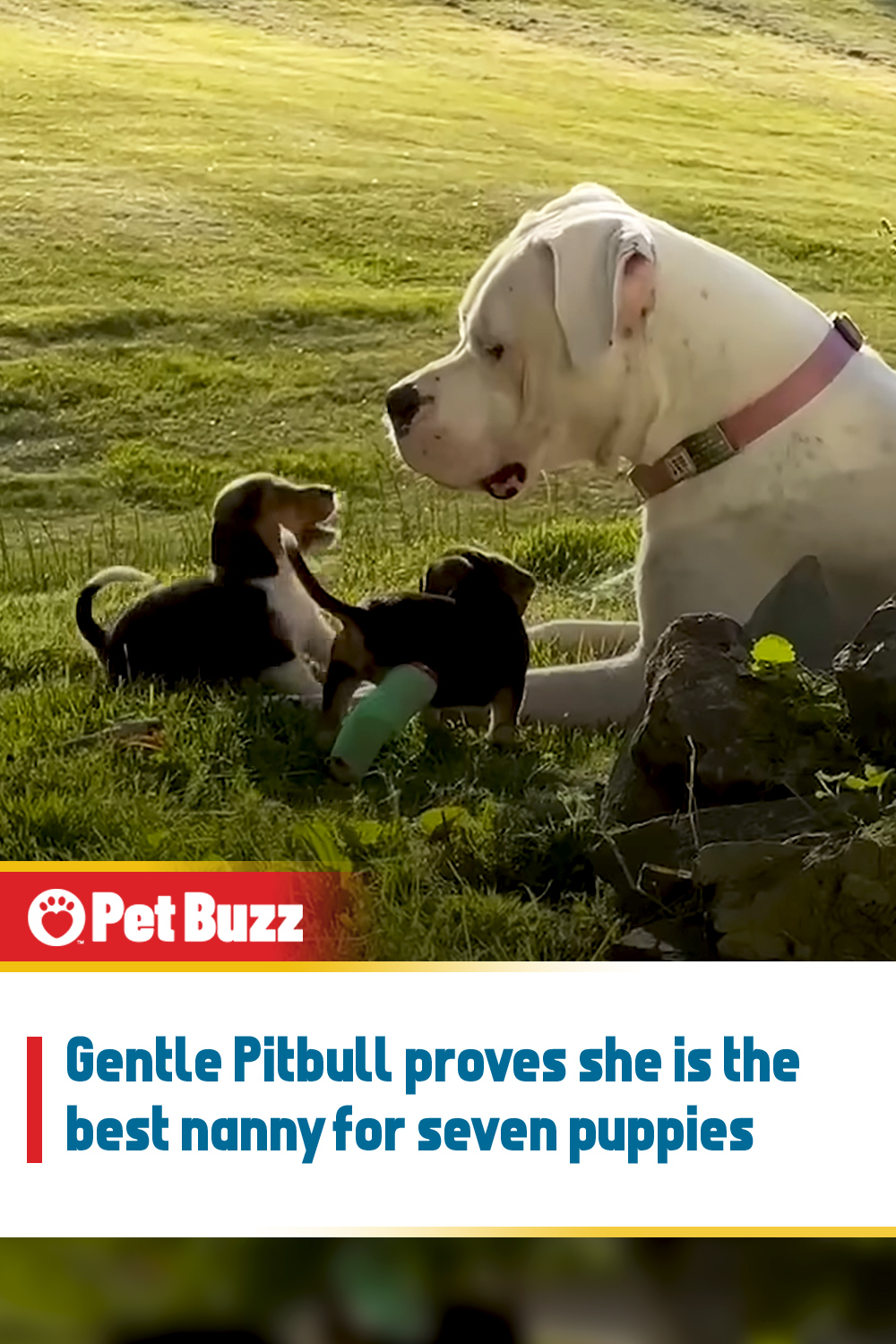 Gentle Pitbull proves she is the best nanny for seven puppies