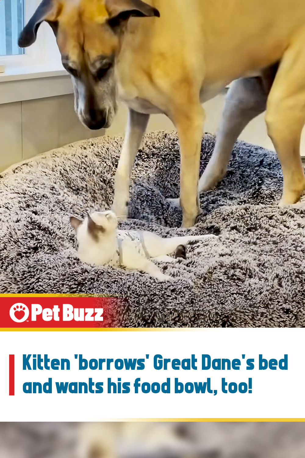 Kitten \'borrows\' Great Dane\'s bed and wants his food bowl, too!