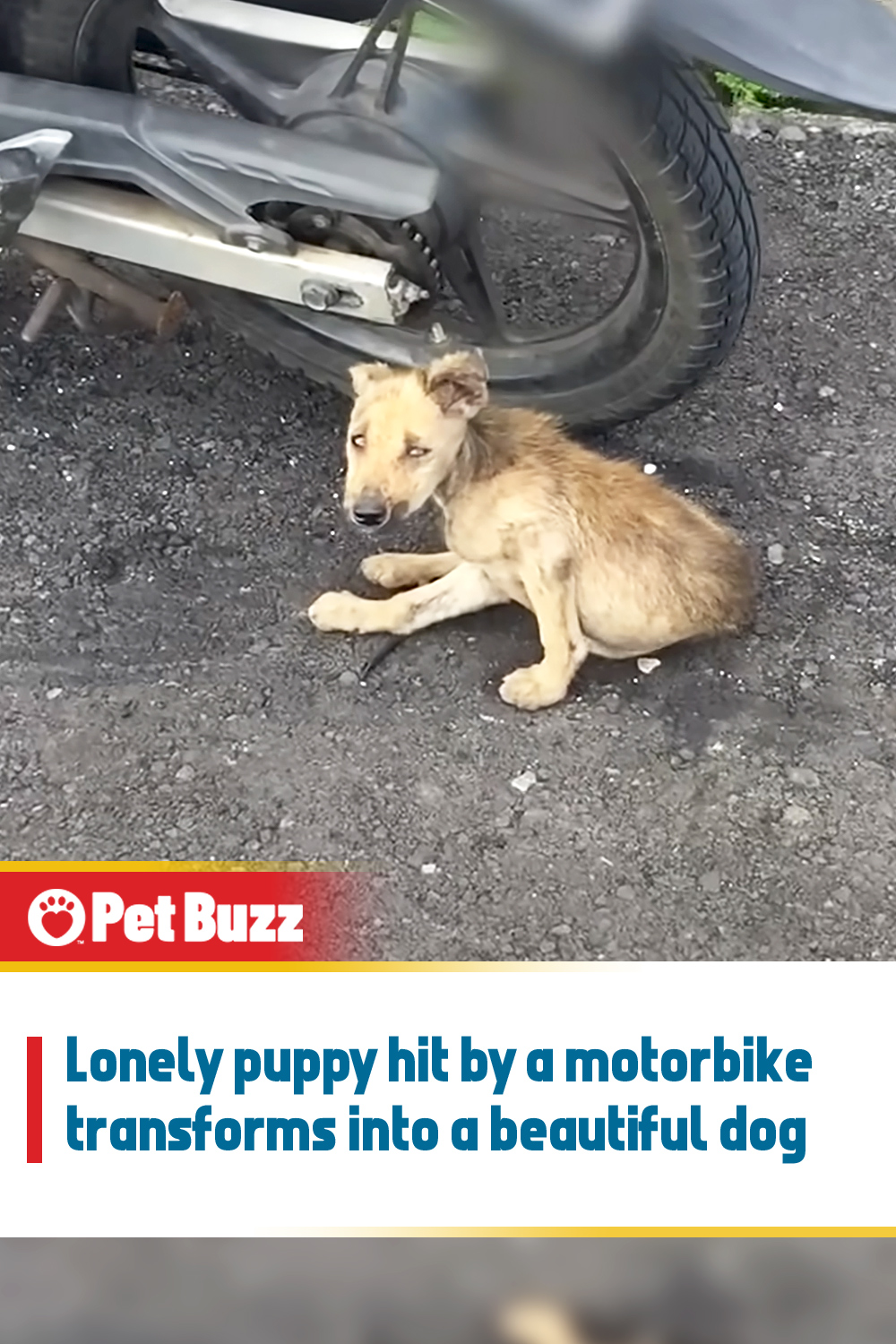 Lonely puppy hit by a motorbike transforms into a beautiful dog