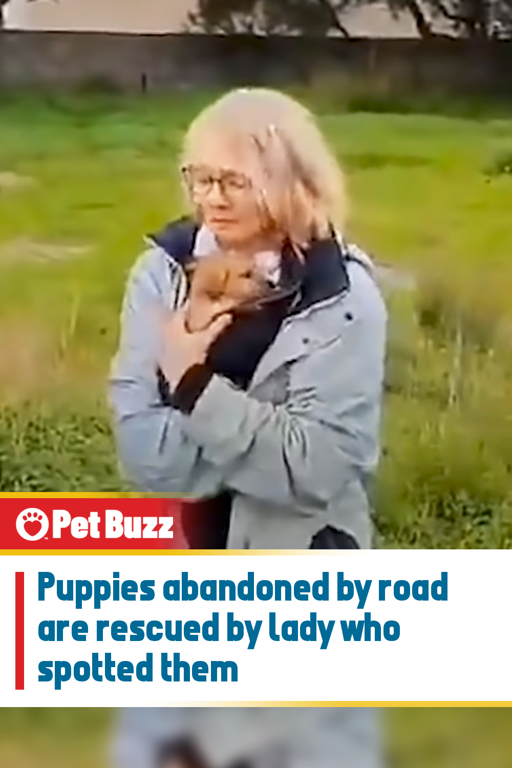 Puppies abandoned by road are rescued by lady who spotted them