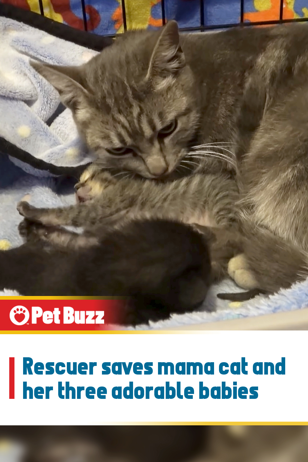 Rescuer saves mama cat and her three adorable babies