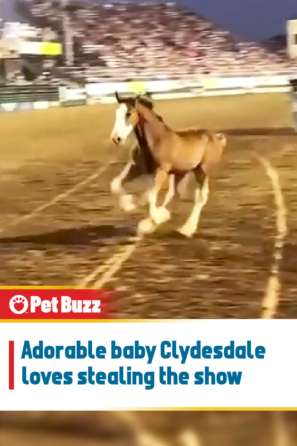 Adorable baby Clydesdale loves stealing the show