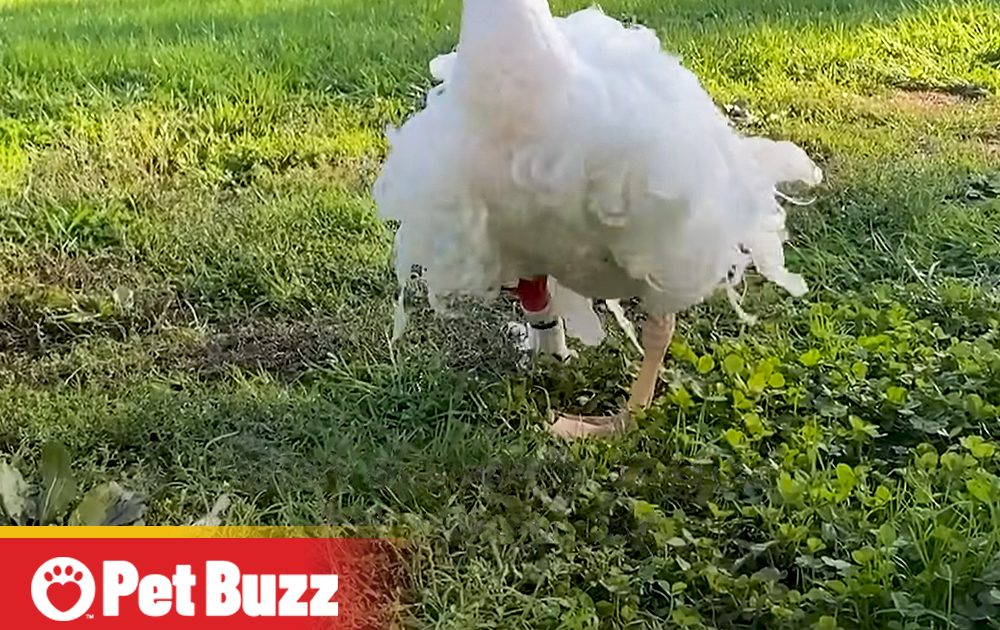 Pinterest Hidden Image