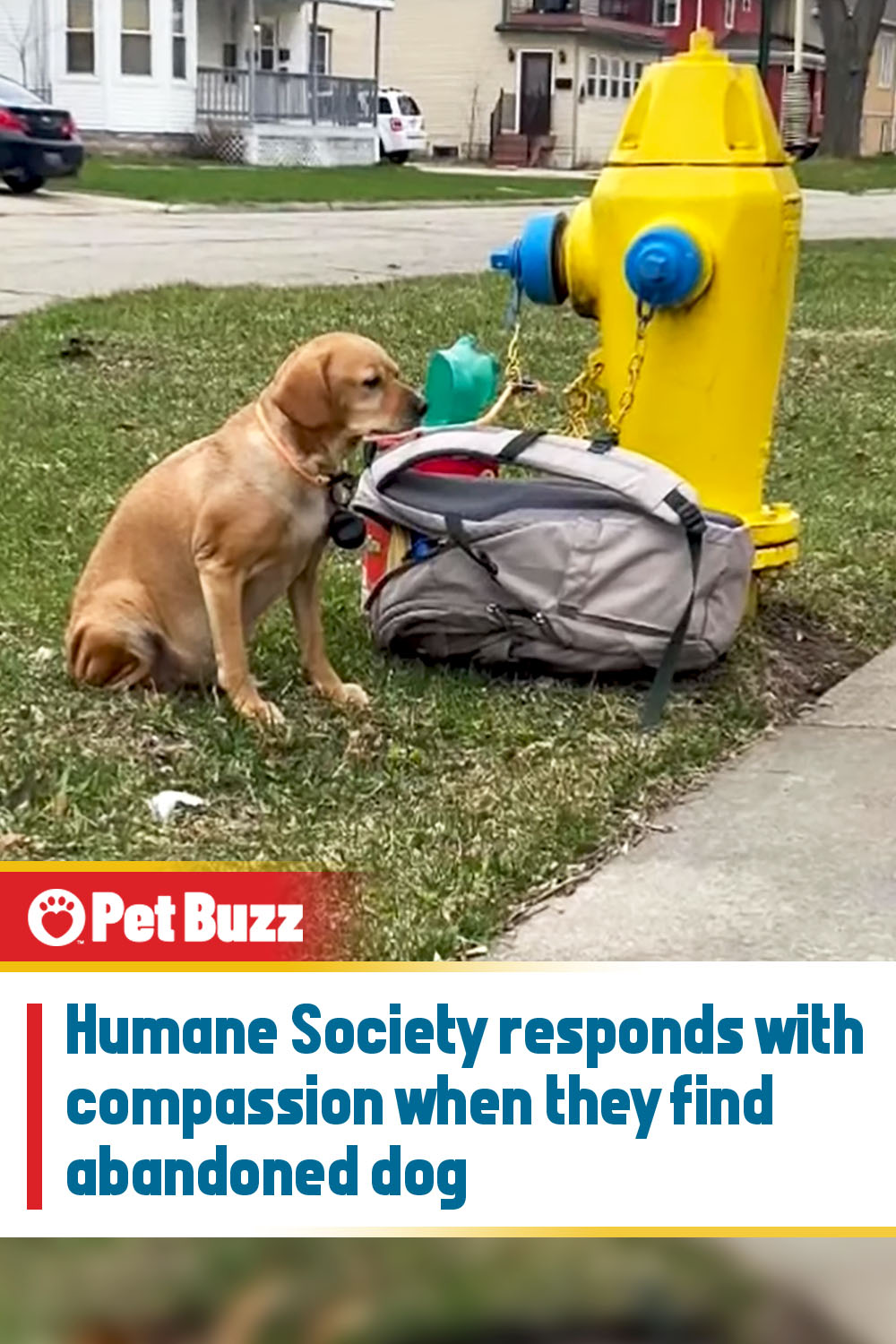 Humane Society responds with compassion when they find abandoned dog