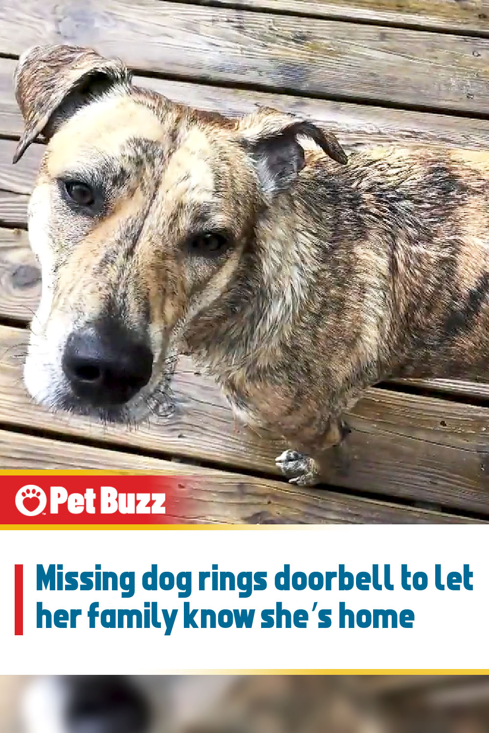 Missing dog rings doorbell to let her family know she’s home