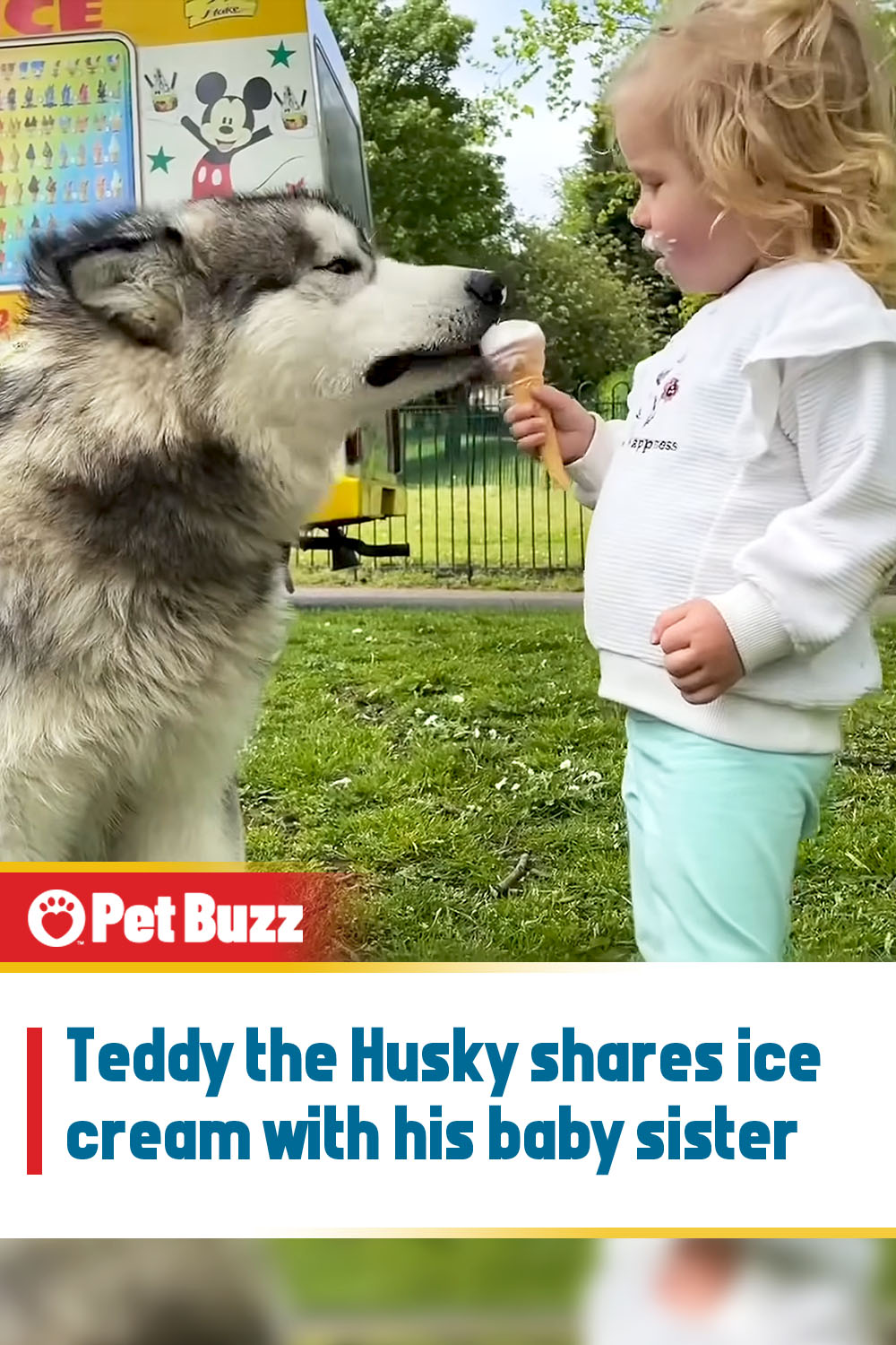 Teddy the Husky shares ice cream with his baby sister