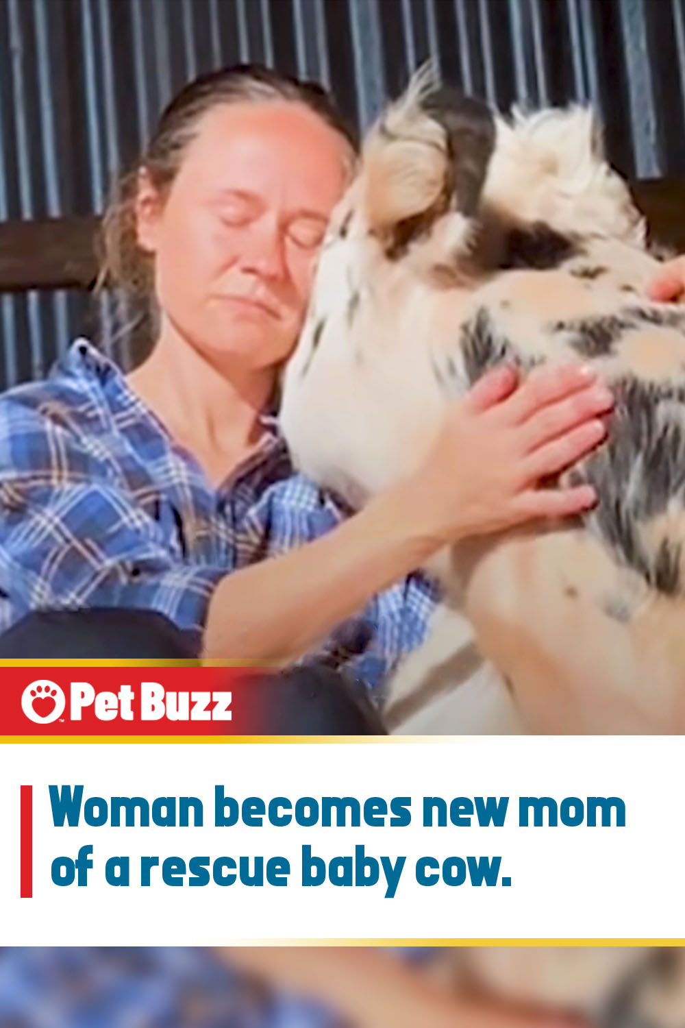 Woman becomes new mom of a rescue baby cow.