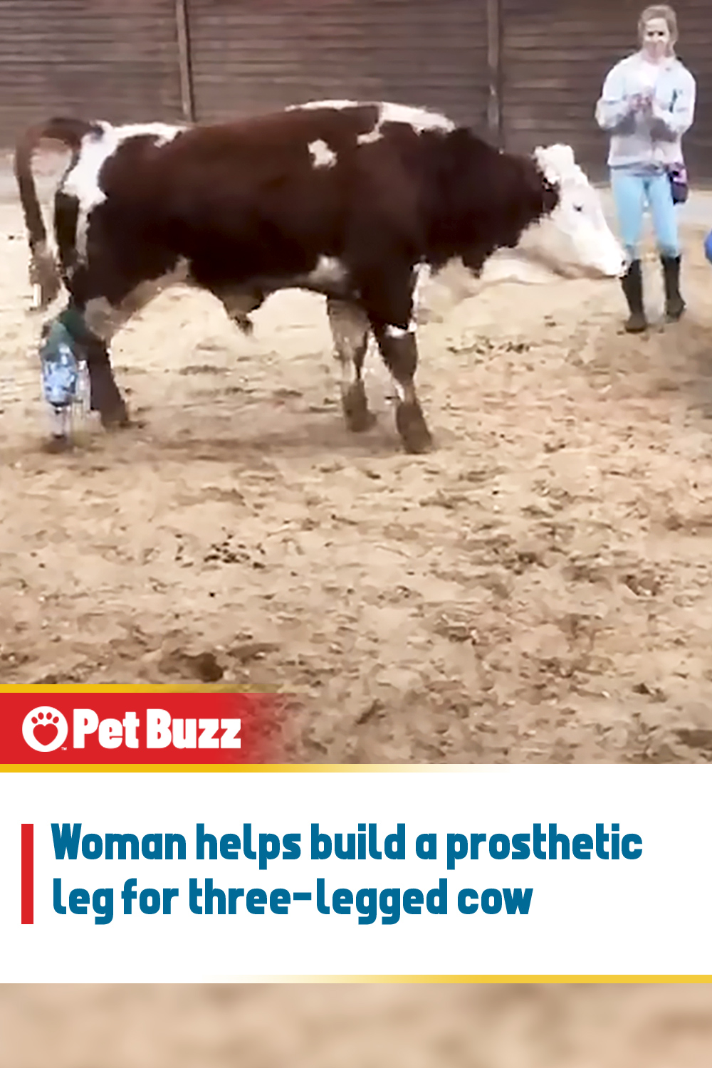 Woman helps build a prosthetic leg for three-legged cow