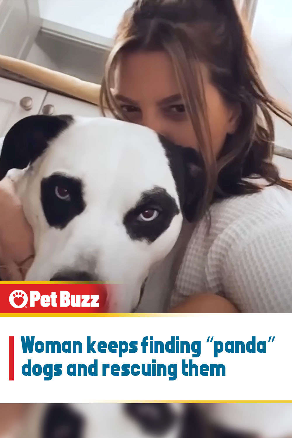 Woman keeps finding “panda” dogs and rescuing them