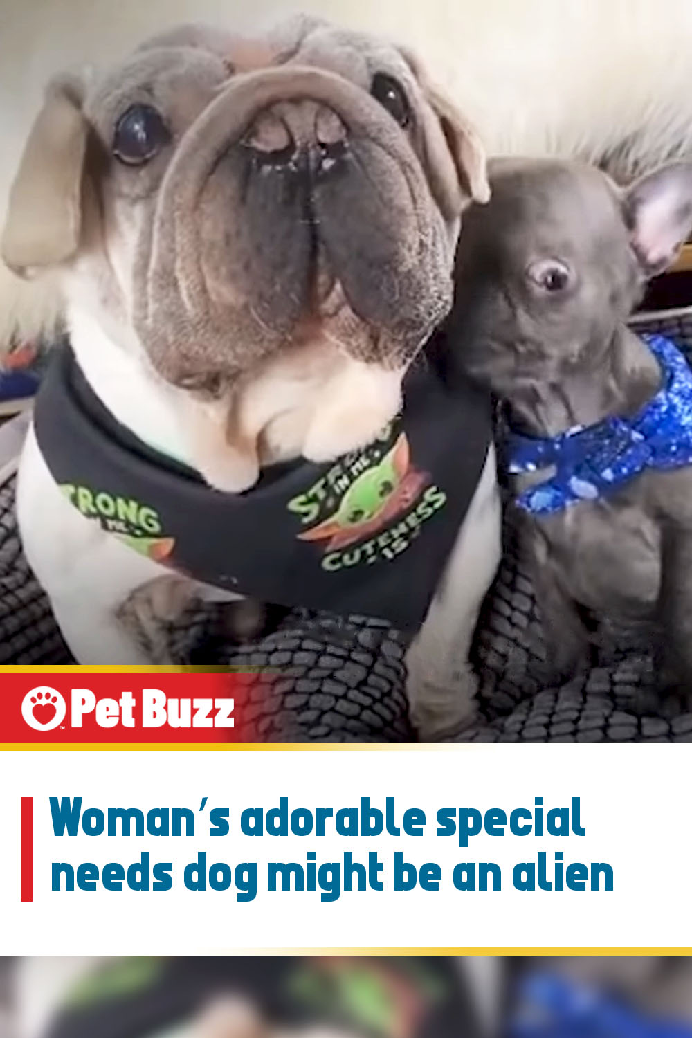 Woman’s adorable special needs dog might be an alien