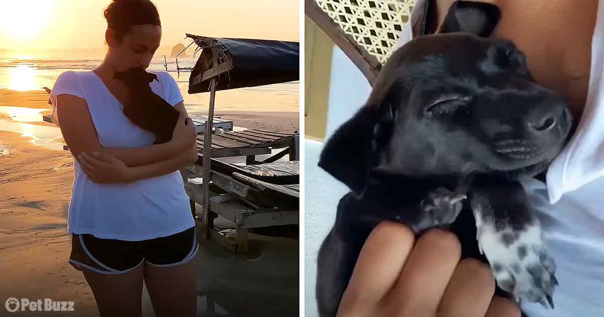 Rescued Stray Puppy