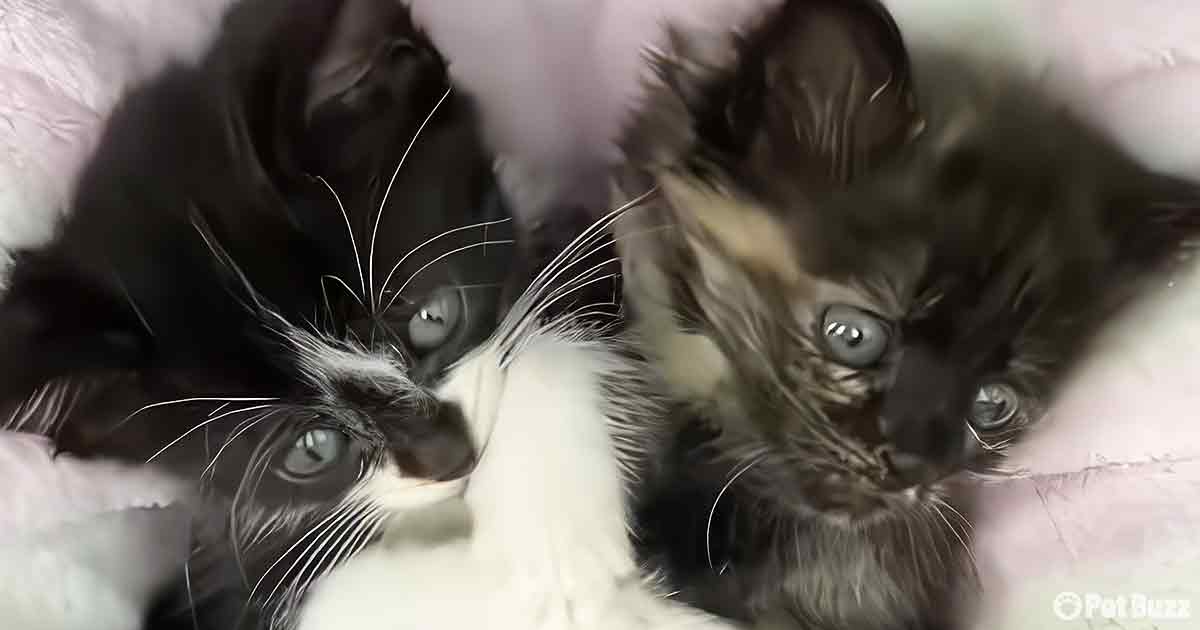 Adorable Kittens