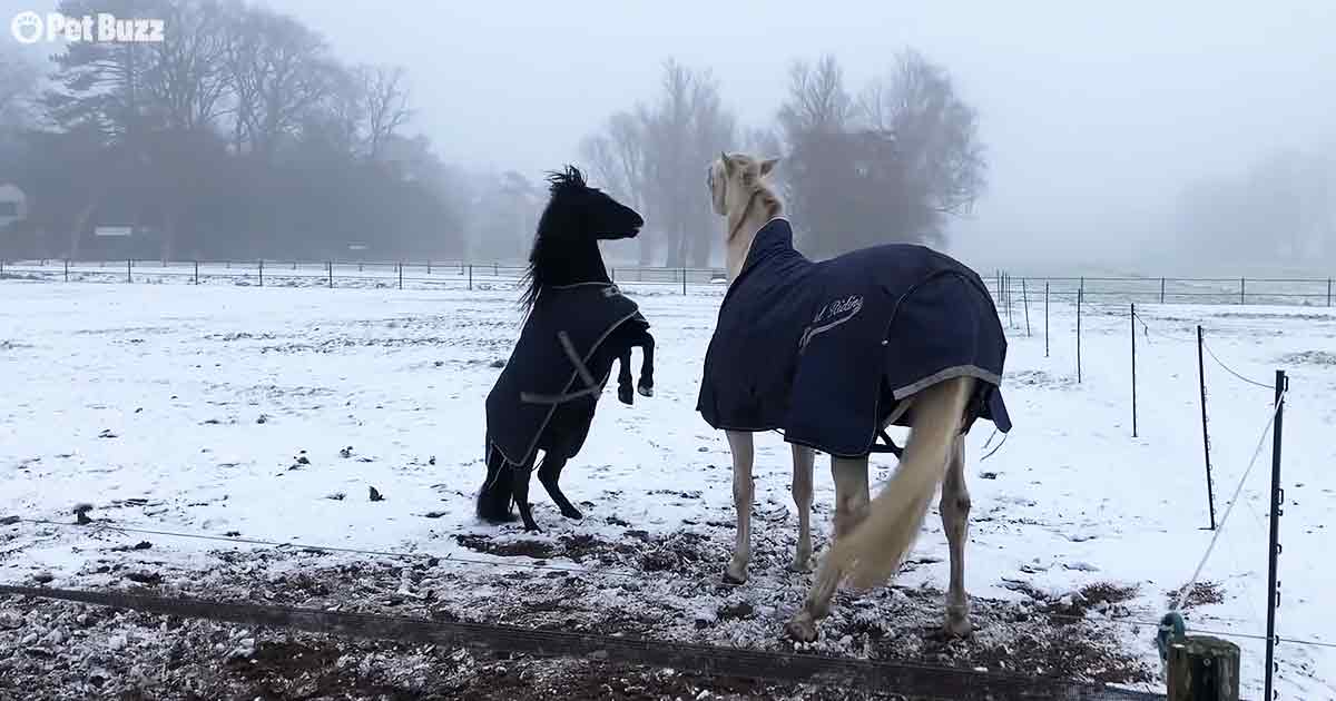 Horses