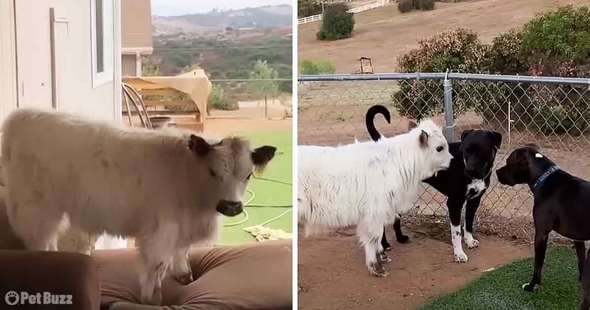 Baby cow