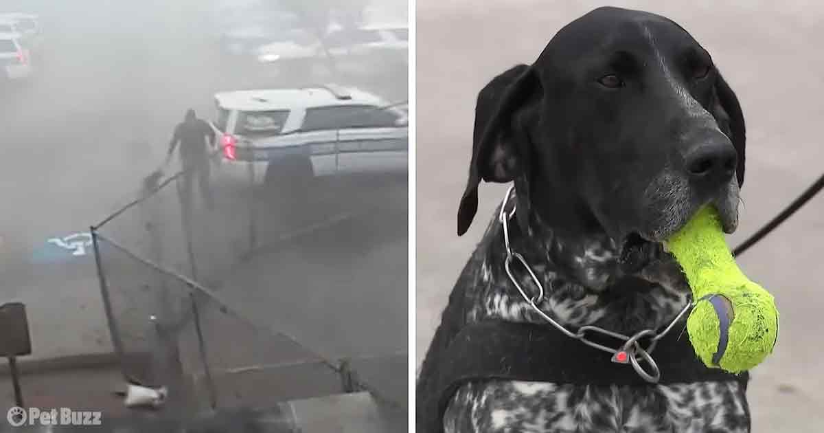 Heroic K9 rescued