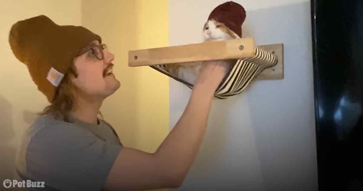 Playful cat