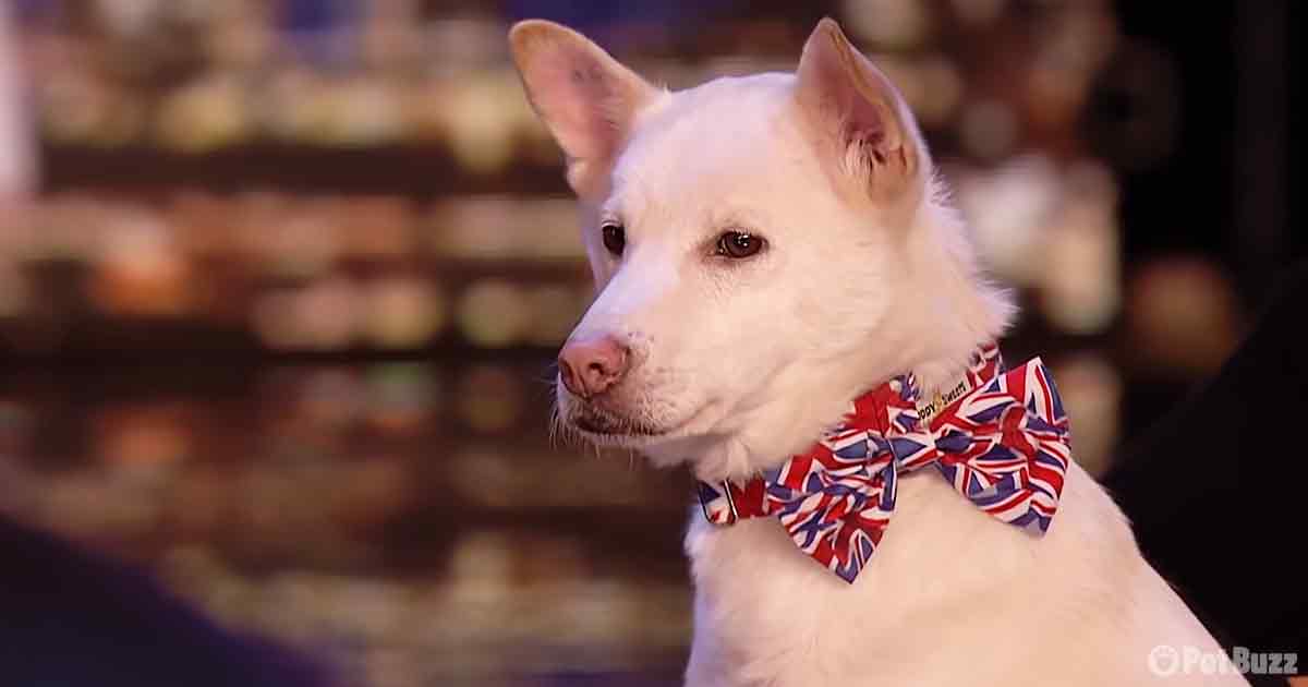 Rescue Dog