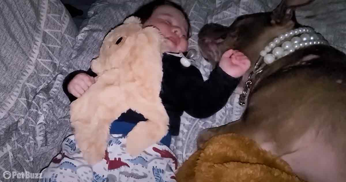 Rescue mama Pittie