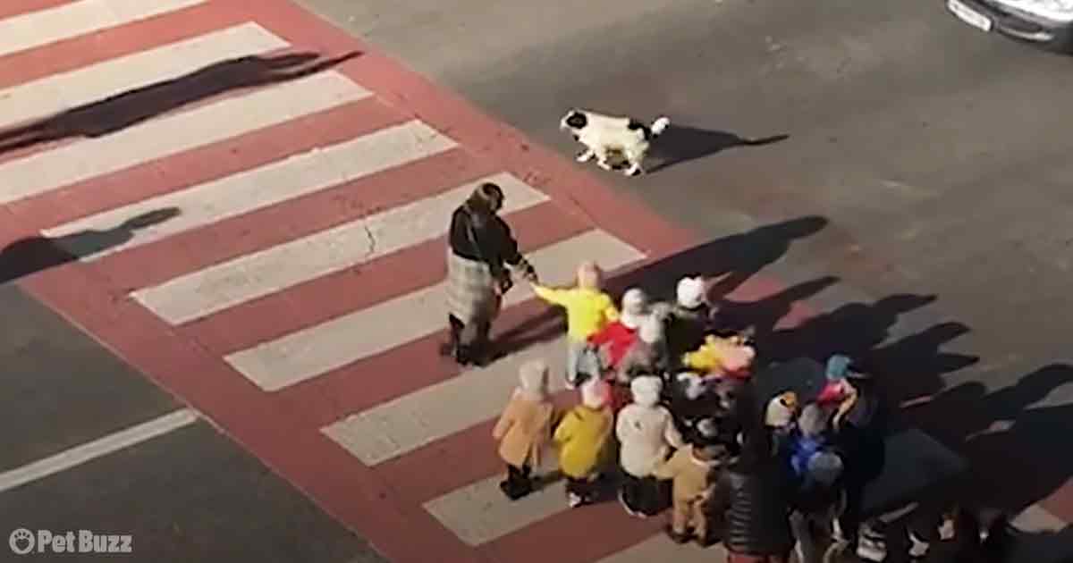 Stray dog