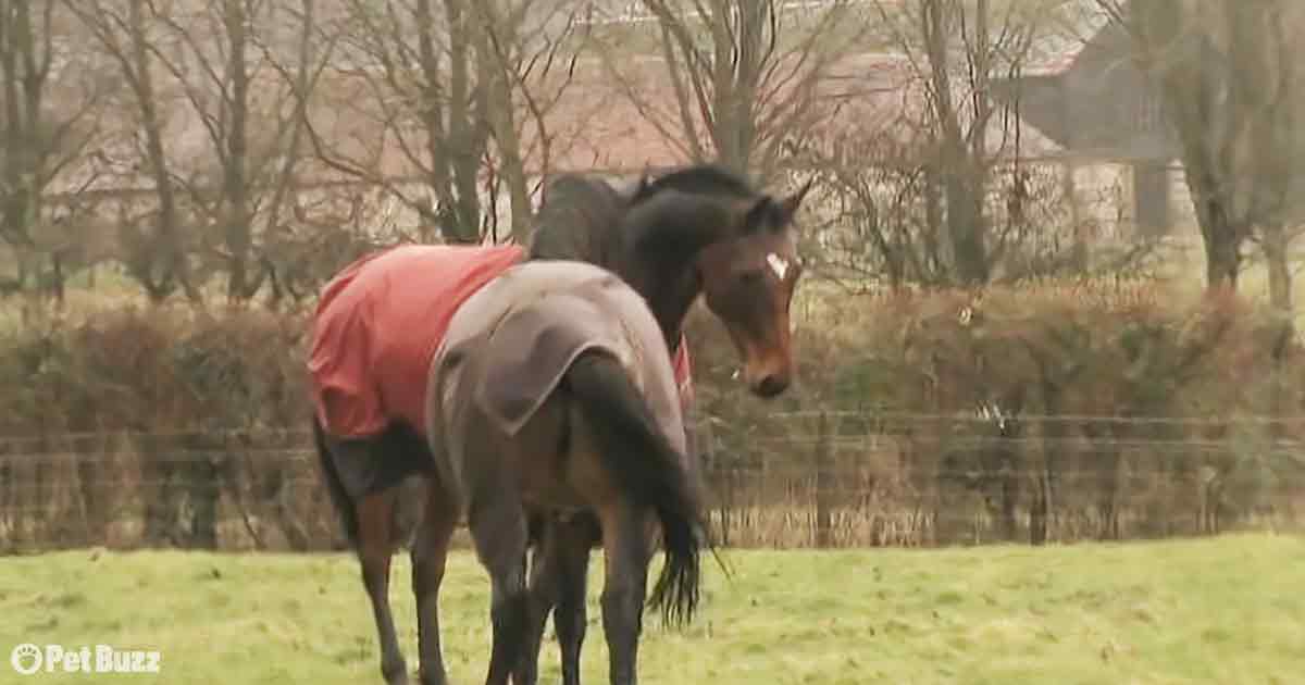 Horses