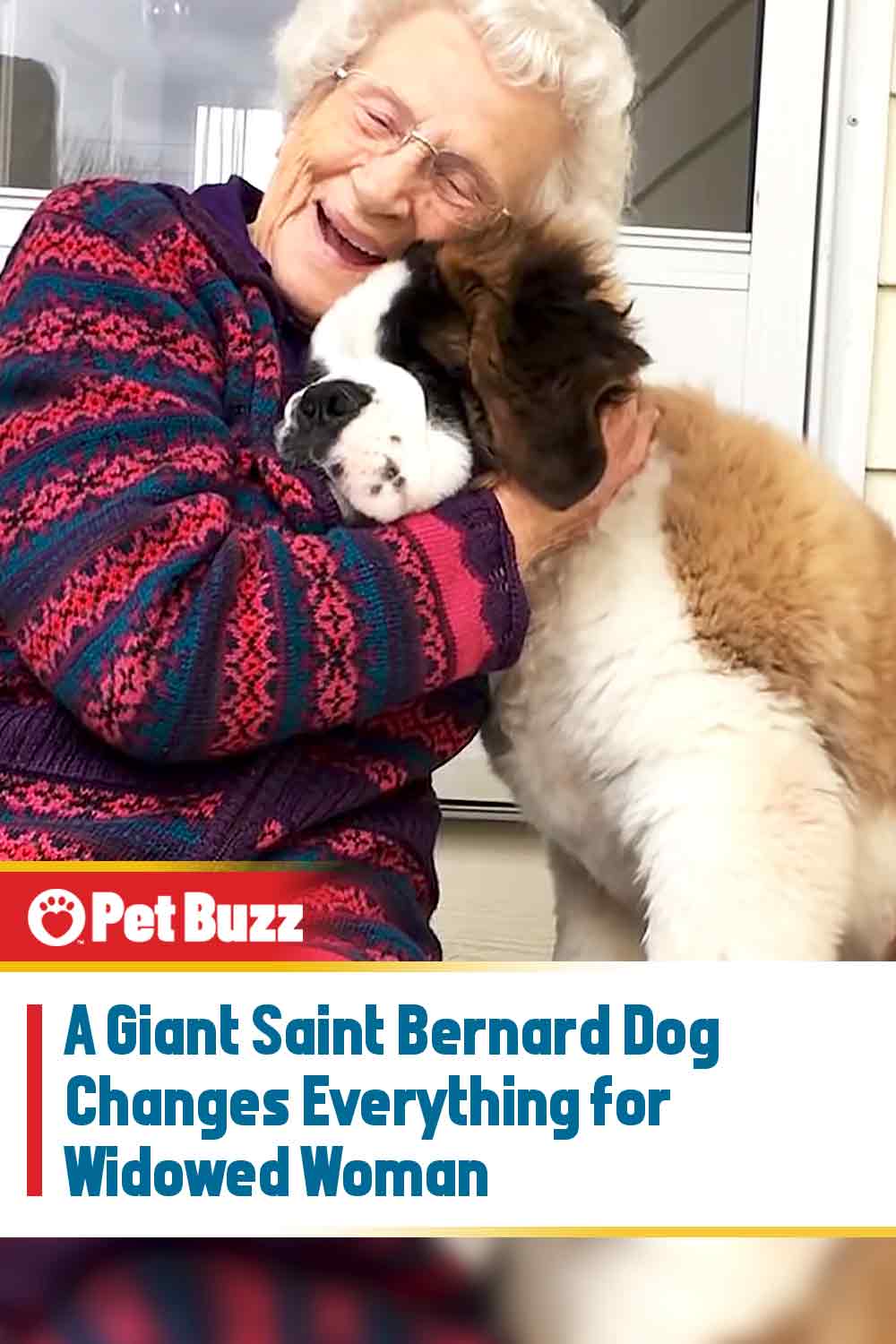 A Giant Saint Bernard Dog Changes Everything for Widowed Woman