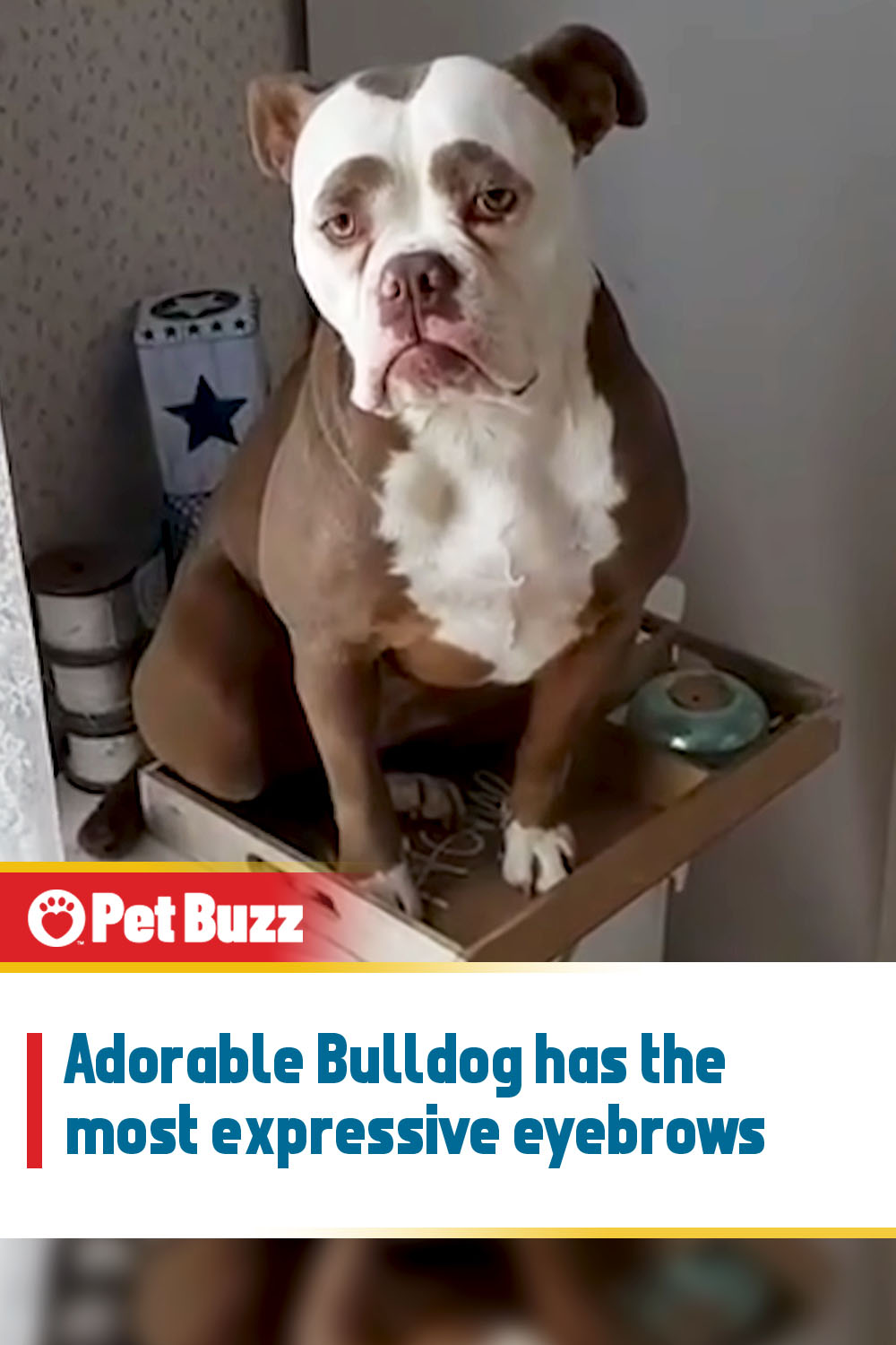 Adorable Bulldog has the most expressive eyebrows