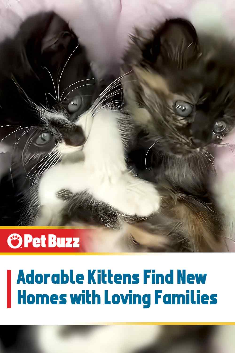 Adorable Kittens Find New Homes with Loving Families
