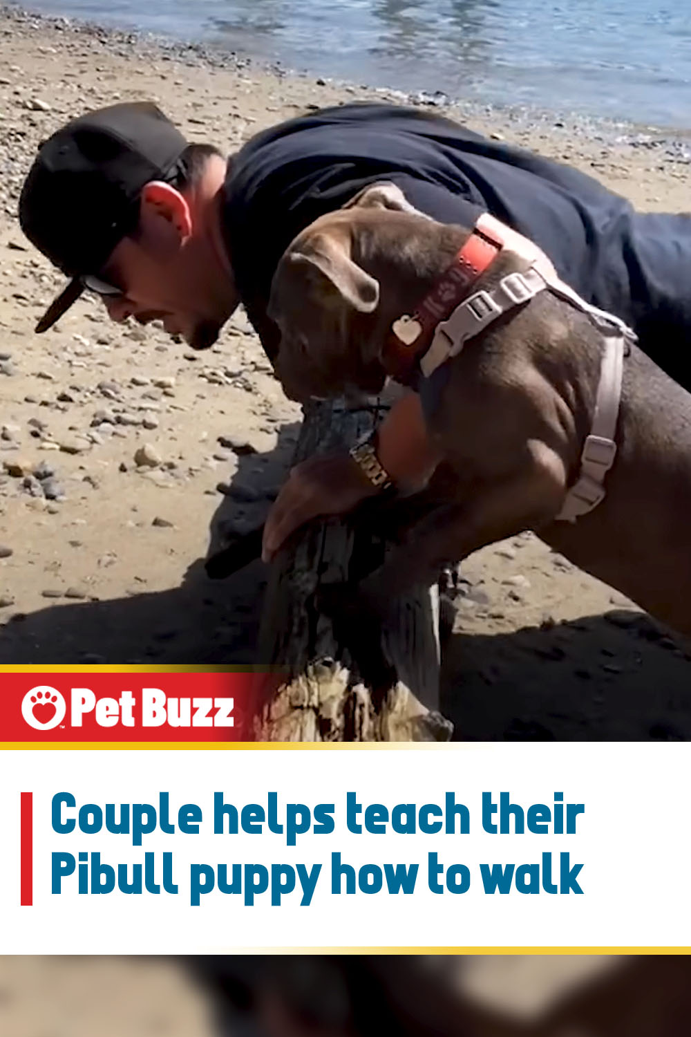 Couple helps teach their Pibull puppy how to walk