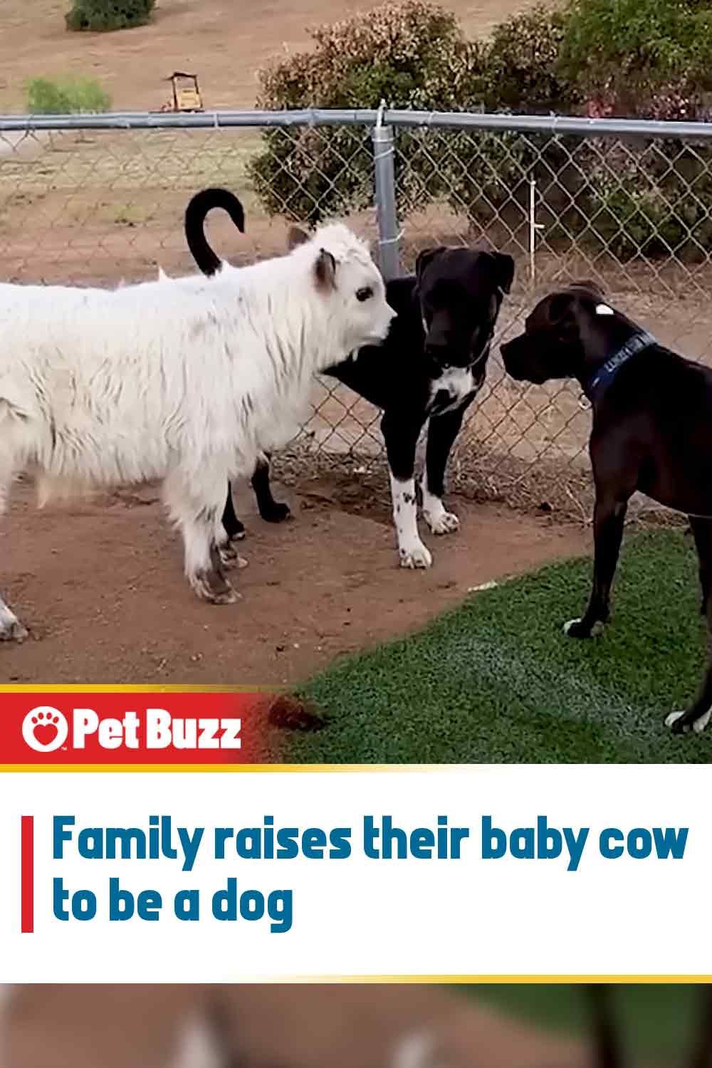 Family raises their baby cow to be a dog